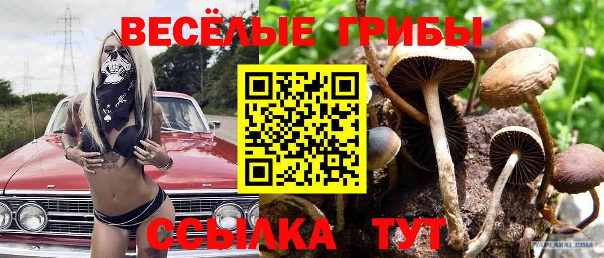 Псилоцибиновые грибы Psilocybe Сосновый Бор